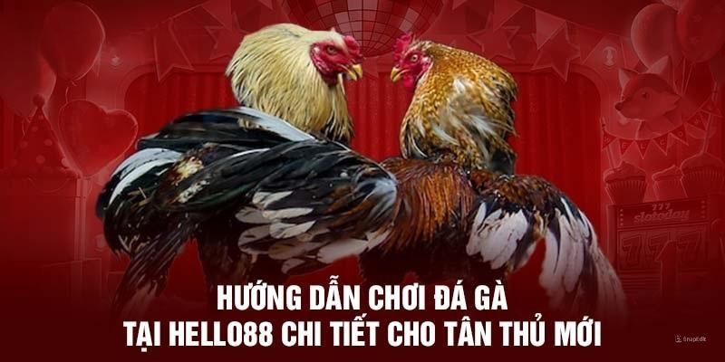 Các thao tác cần thiết khi tham gia đá gà Hello88