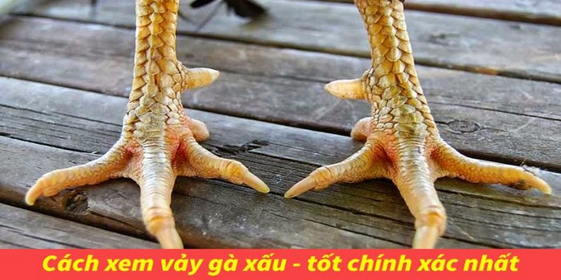 Cách xem vảy gà xấu