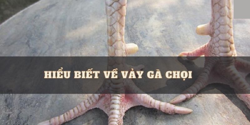 cách xem vảy gà