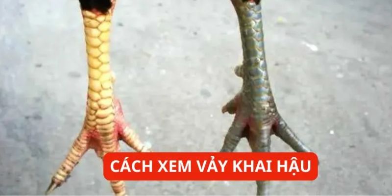 Lưu ý khi xem vảy gà khai hậu từ các cao thủ