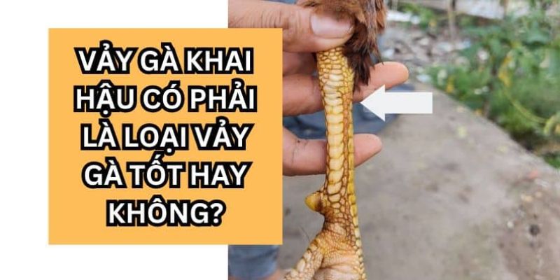 Xem vảy gà khai hậu có điểm gì nổi bật