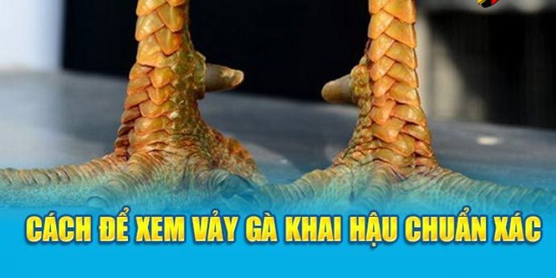 xem vảy gà khai hậu